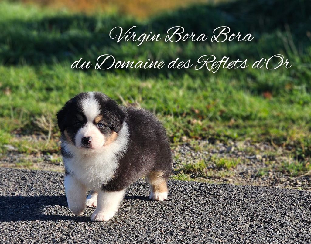 Du Domaine Des Reflets D'or - Chiot disponible  - Berger Australien