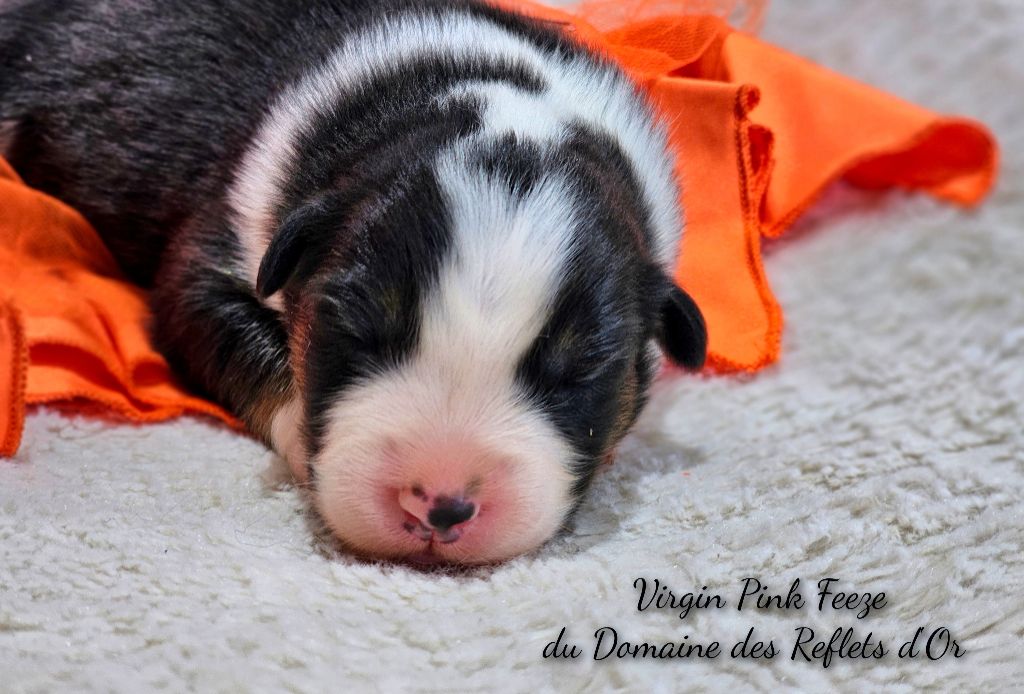 Du Domaine Des Reflets D'or - Chiot disponible  - Berger Australien