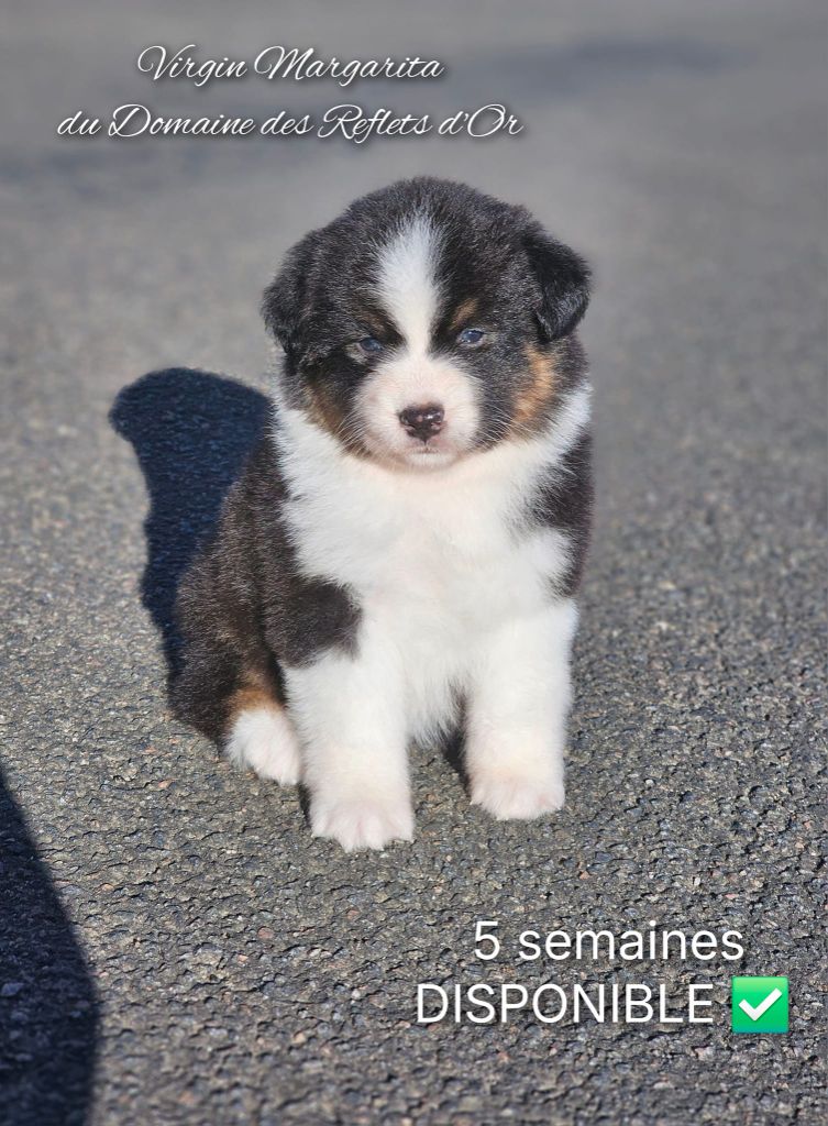 Du Domaine Des Reflets D'or - Chiot disponible  - Berger Australien