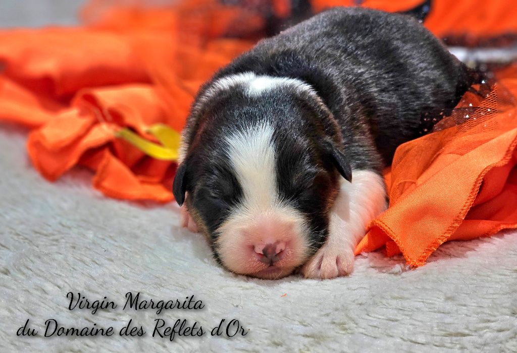 Du Domaine Des Reflets D'or - Chiot disponible  - Berger Australien