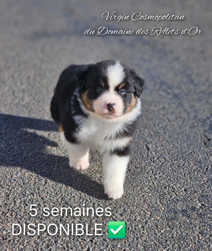 Du Domaine Des Reflets D'or - Chiot disponible  - Berger Australien