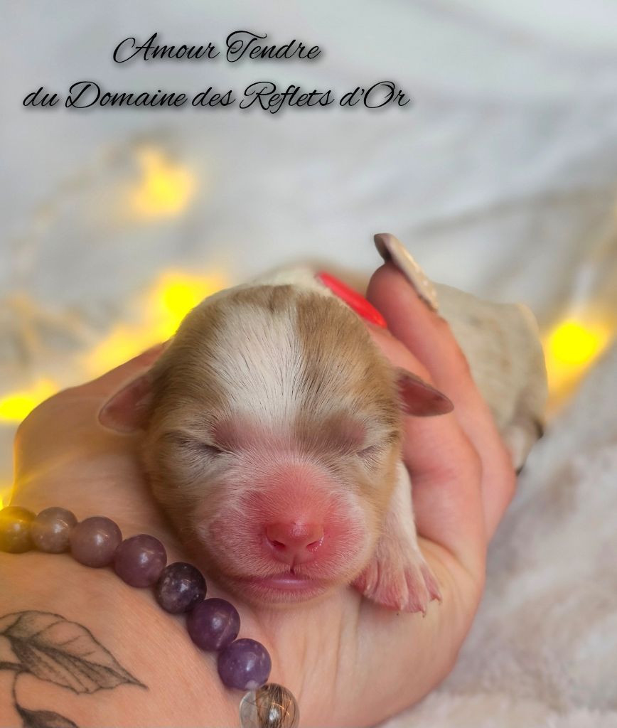 Du Domaine Des Reflets D'or - Chiot disponible  - Berger Australien