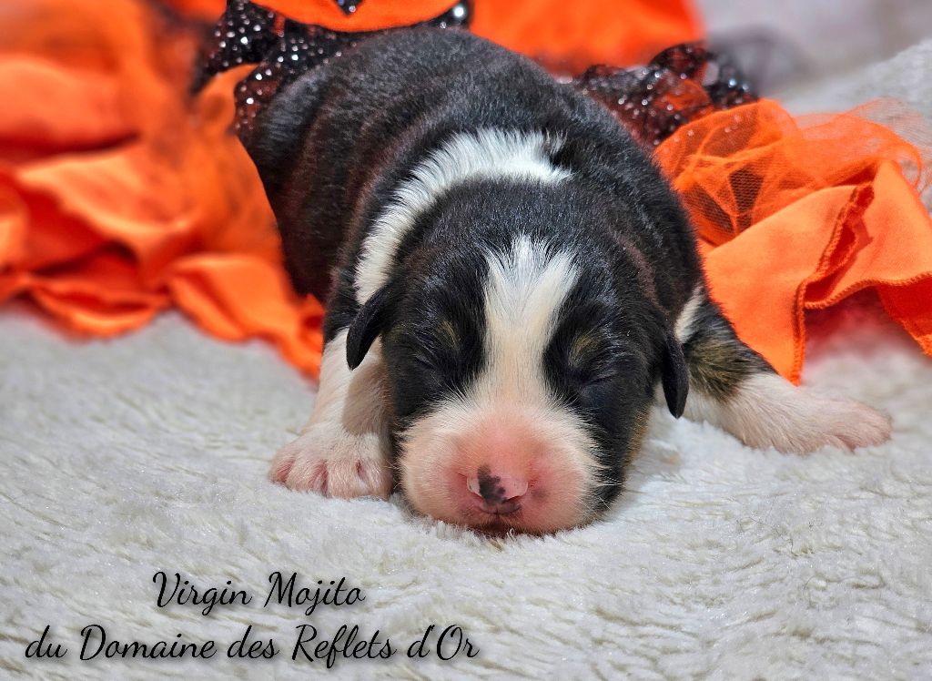 Du Domaine Des Reflets D'or - Chiot disponible  - Berger Australien