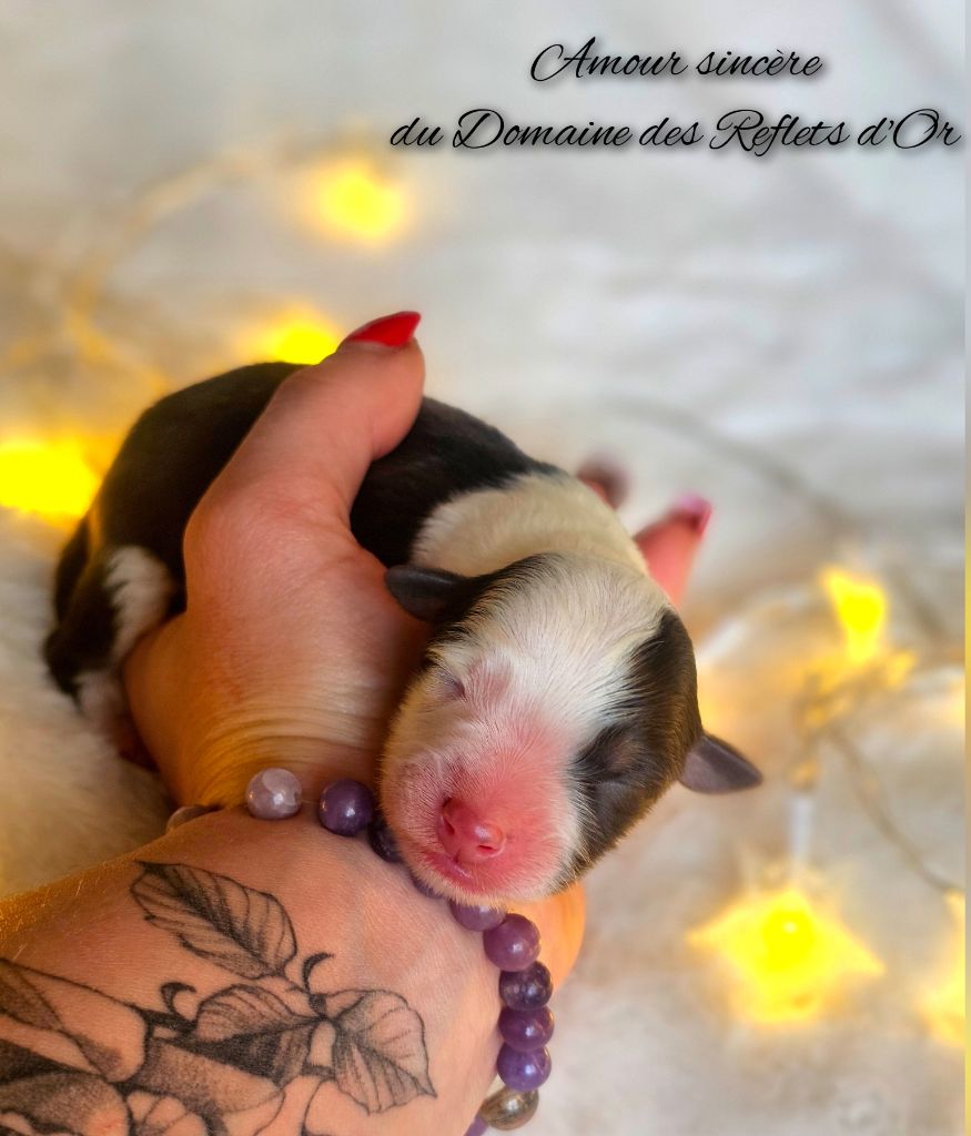 Du Domaine Des Reflets D'or - Chiot disponible  - Berger Australien