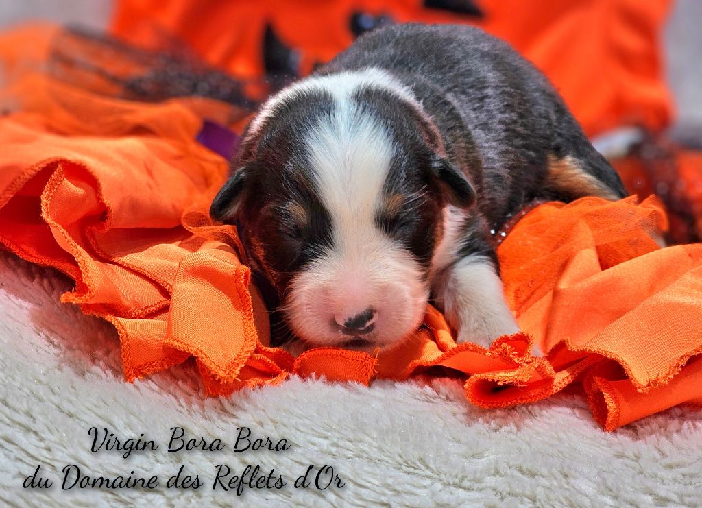 Du Domaine Des Reflets D'or - Chiot disponible  - Berger Australien