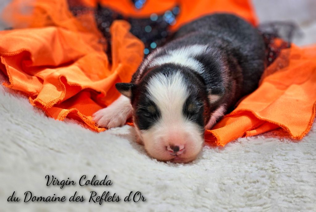 Du Domaine Des Reflets D'or - Chiot disponible  - Berger Australien