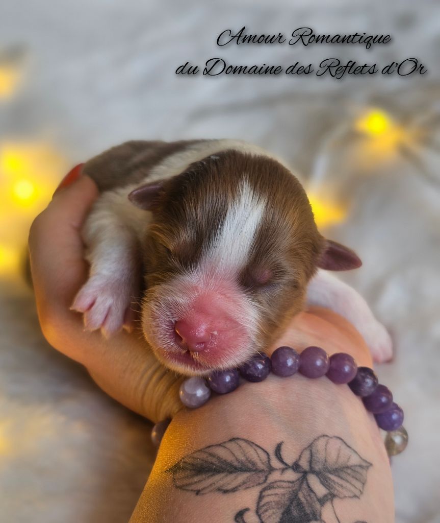 Du Domaine Des Reflets D'or - Chiot disponible  - Berger Australien