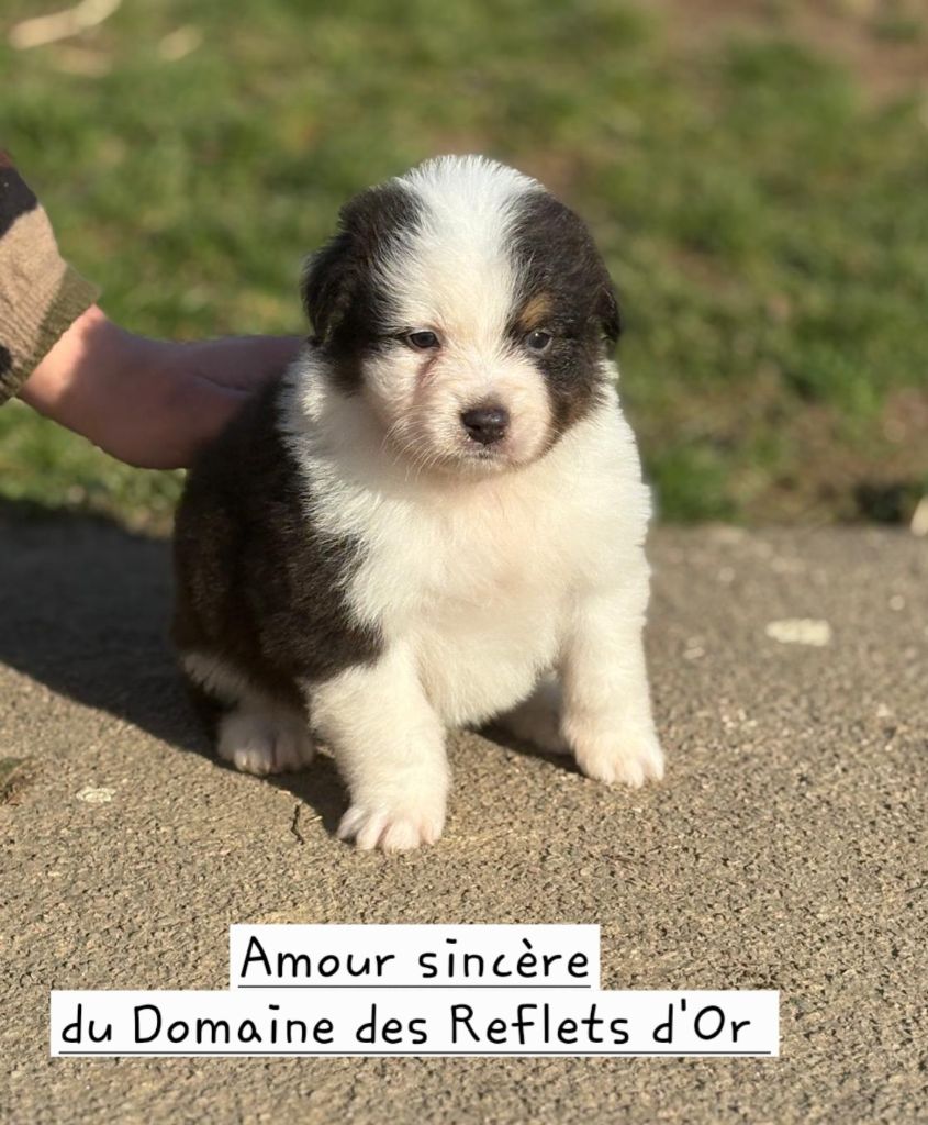 Du Domaine Des Reflets D'or - Chiots disponibles - Berger Australien