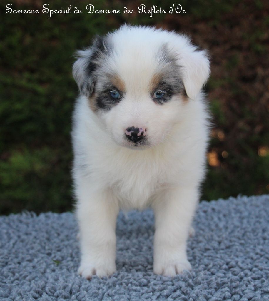 Du Domaine Des Reflets D'or - Berger Australien - Portée née le 31/05/2021