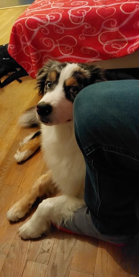 Du Domaine Des Reflets D'or - Berger Australien - Portée née le 02/02/2021